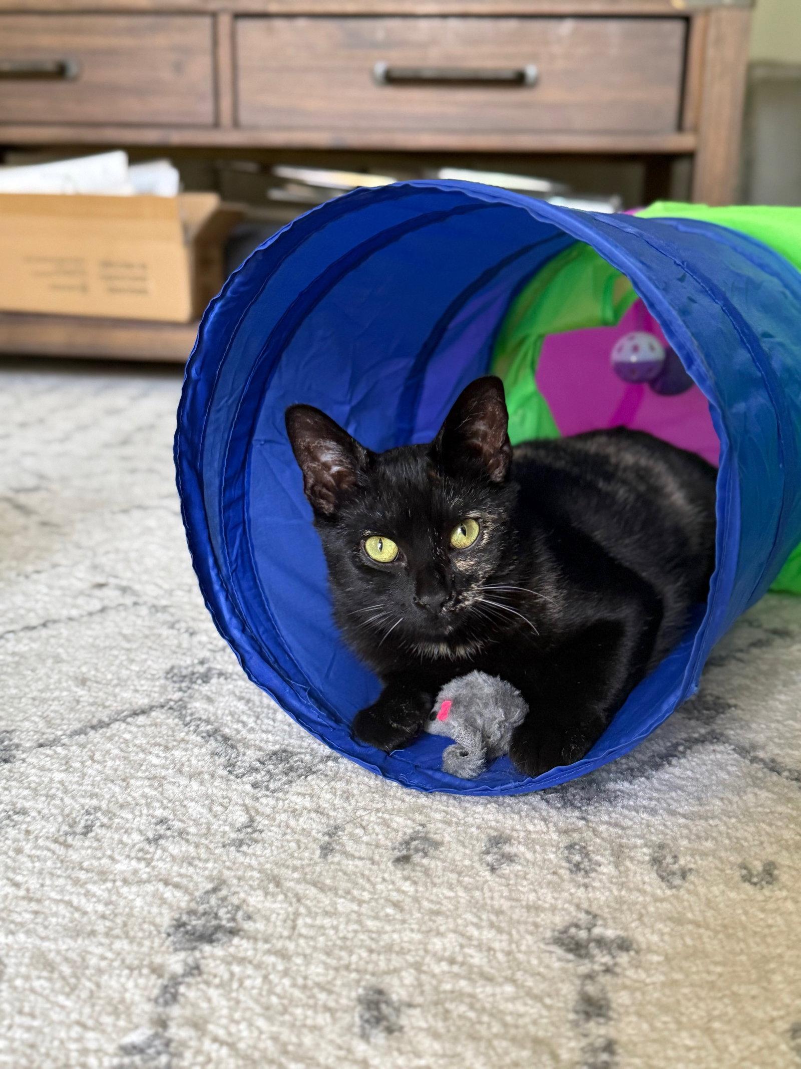 Enlarge Vivienne, a Adoptable Domestic Short Hair in Naugatuck, CT image 2/3