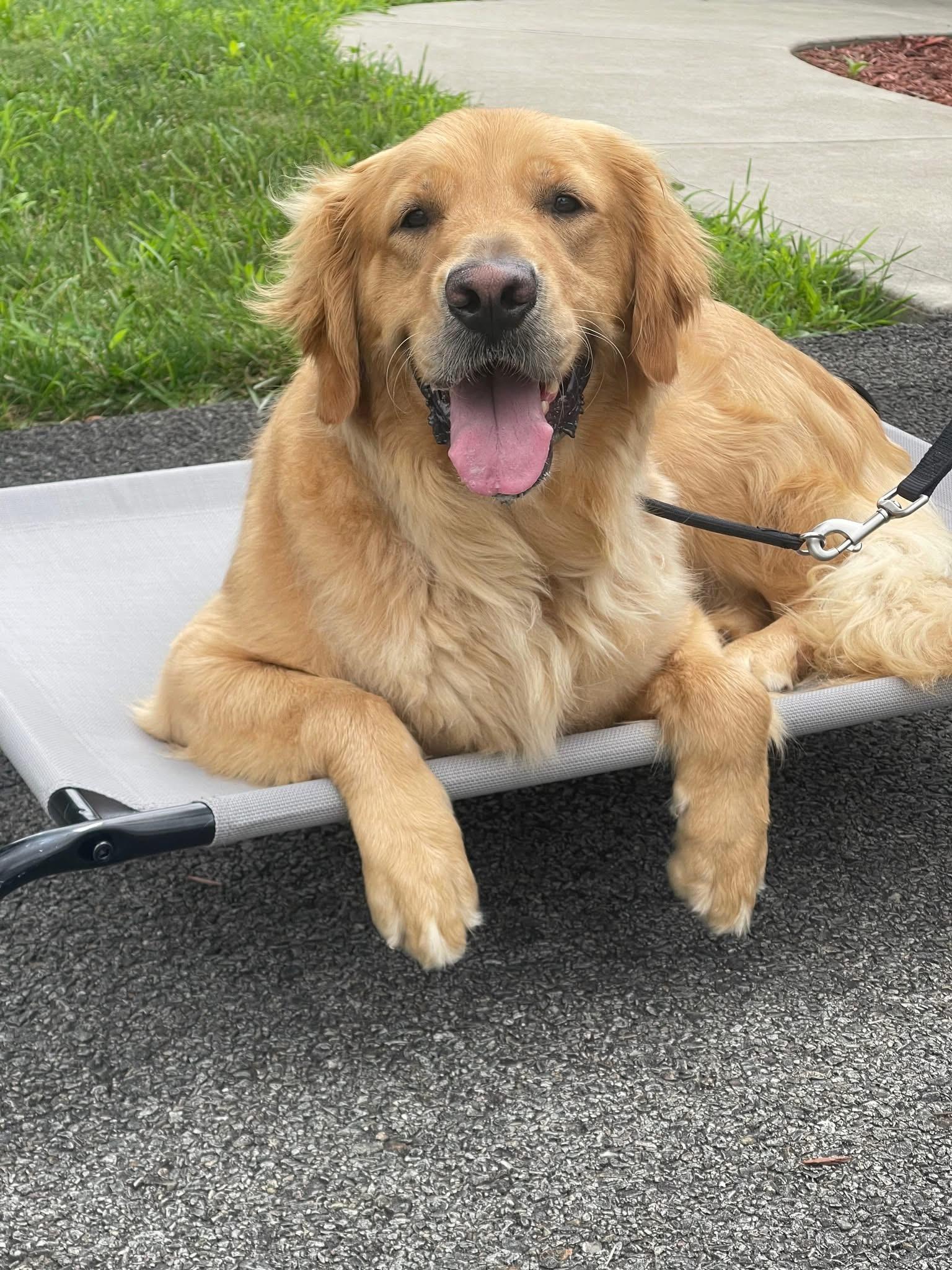 Enlarge Obi, a Adopted Golden Retriever in New Kensington, PA image 1/1