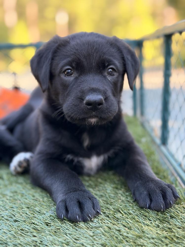 Elfie, Adoptable, Puppy Female German Shepherd Dog.