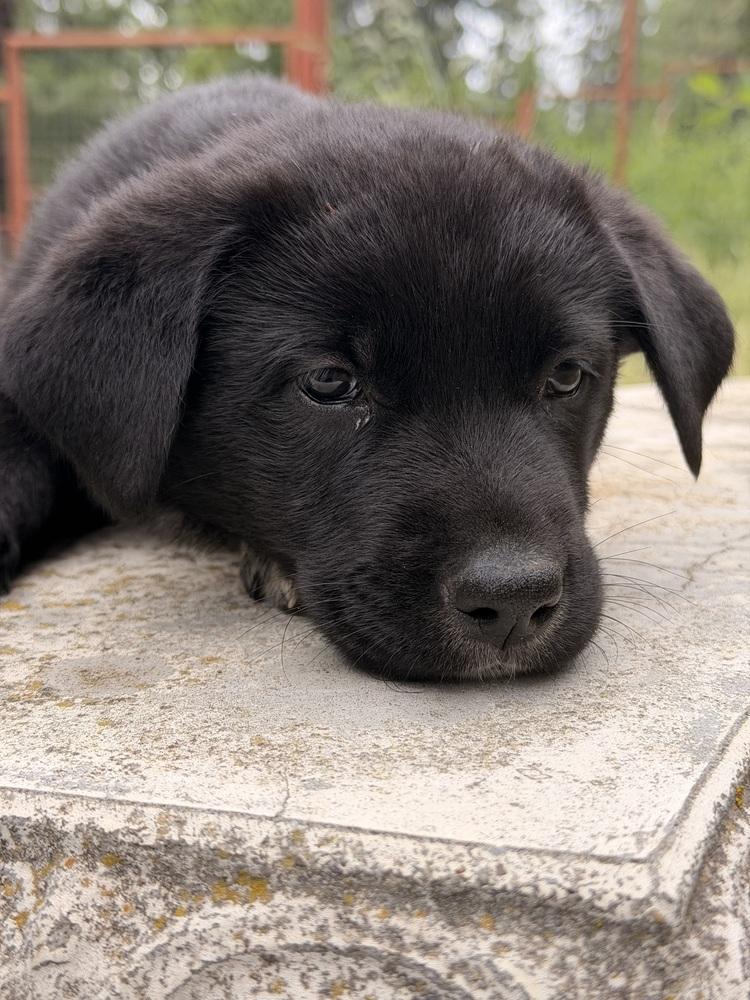 Enlarge Elfie, a Adoptable mixed breed in Pleasant Hill, CA image 2/6