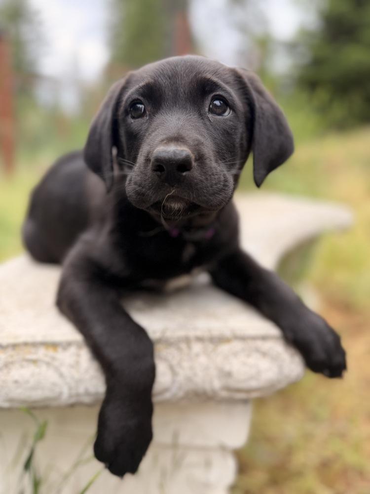 Enlarge Elfie, a Adoptable mixed breed in Pleasant Hill, CA image 4/6