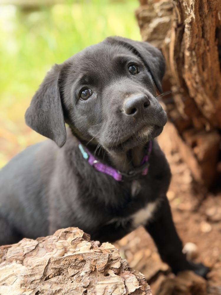 Enlarge Elfie, a Adoptable mixed breed in Pleasant Hill, CA image 5/6