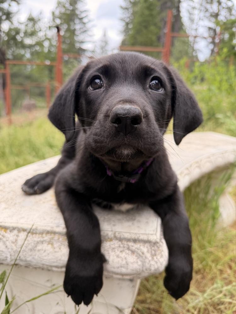 Enlarge Elfie, a Adoptable mixed breed in Pleasant Hill, CA image 6/6