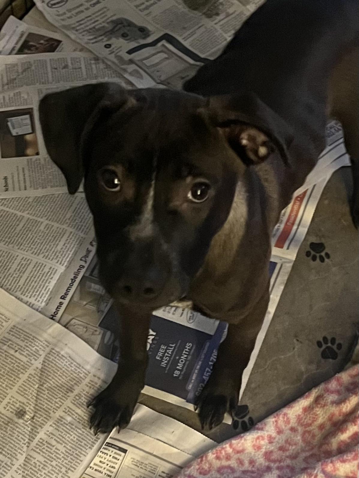 Enlarge Diesel, a Adoptable mixed breed in Tonopah, AZ image 1/1