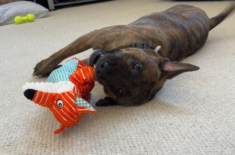 Enlarge Jax, an adoptable mixed breed in Aurora, IL image 3/5