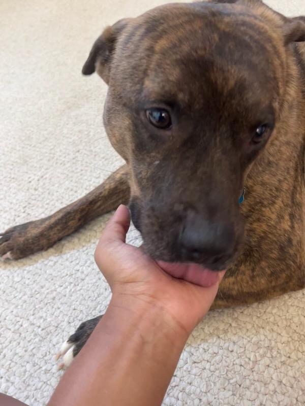 Enlarge Jax, an adoptable mixed breed in Aurora, IL image 2/5