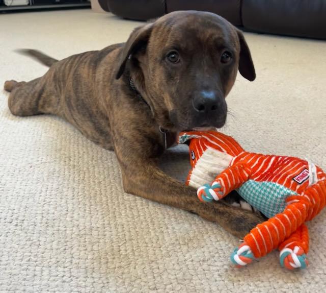 Jax, adoptable, Adult Male Boxer & Pit Bull Terrier.