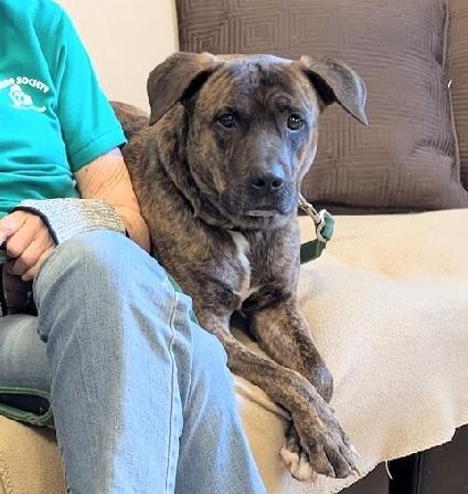 Jax, adoptable, Adult Male Boxer & Pit Bull Terrier.