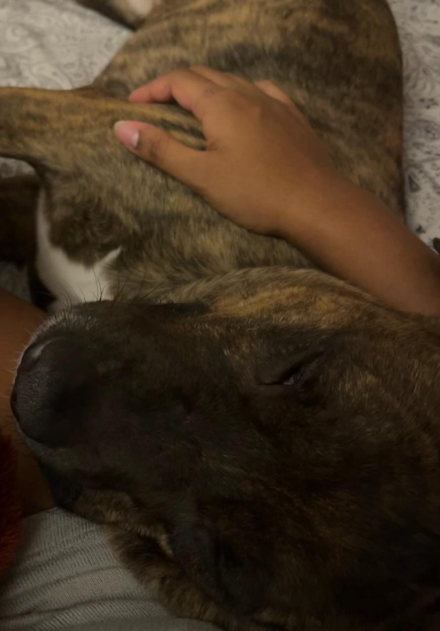 Enlarge Jax, an adoptable mixed breed in Aurora, IL image 5/5