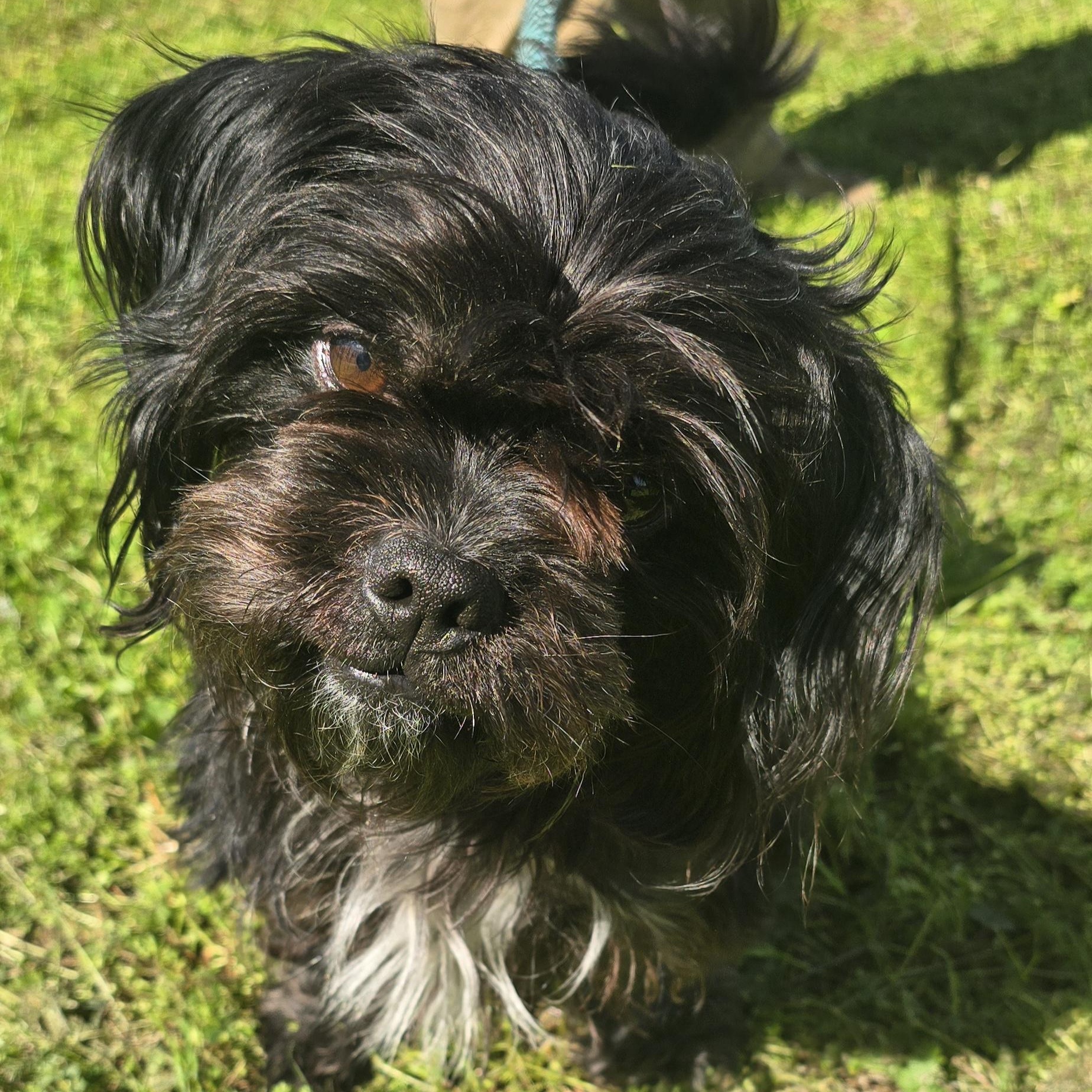 Enlarge Tibet, an adopted mixed breed in Milledgeville, GA image 2/5