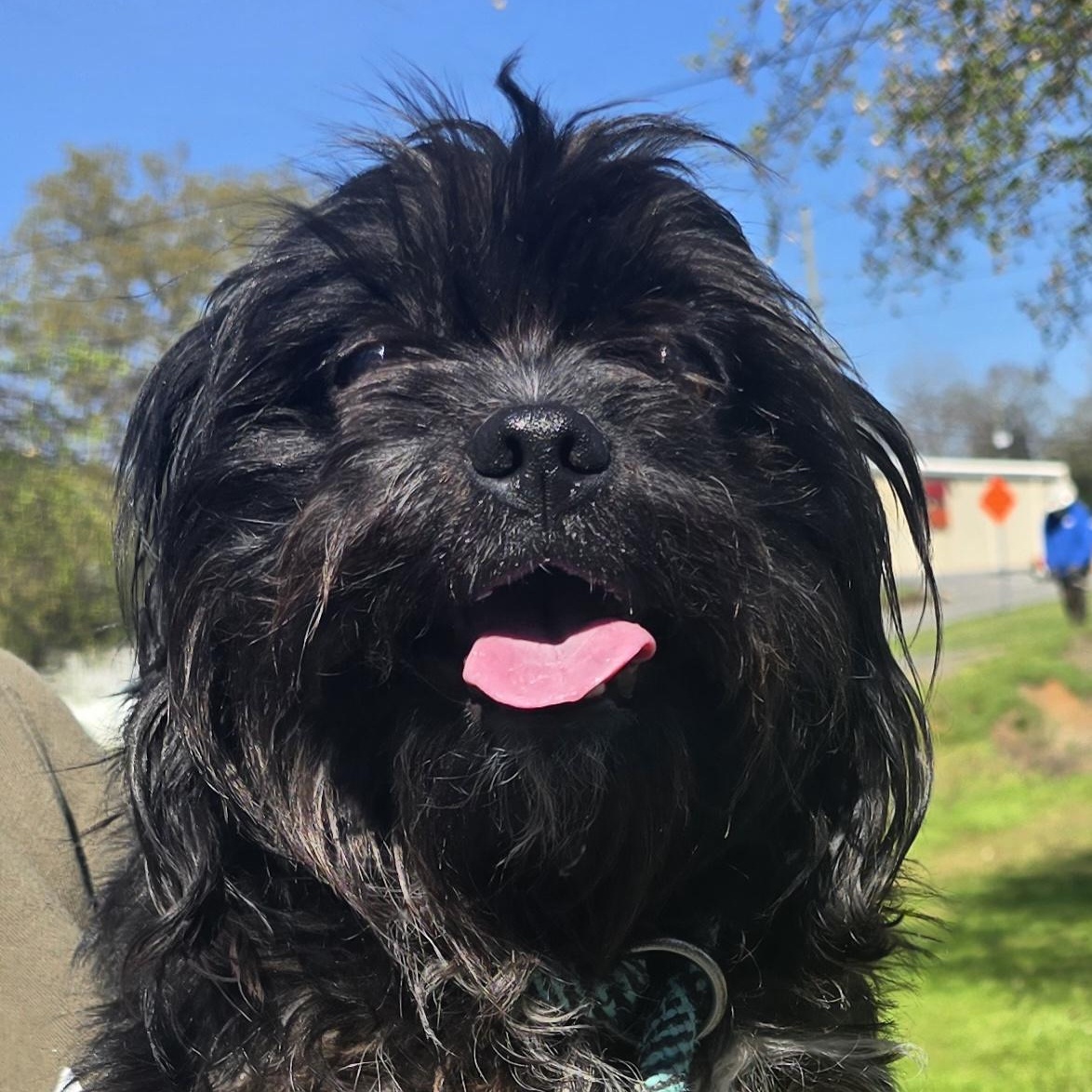 Enlarge Tibet, an adopted mixed breed in Milledgeville, GA image 3/5