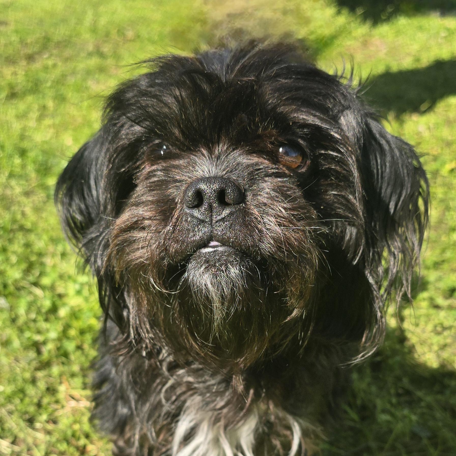 Enlarge Tibet, an adopted mixed breed in Milledgeville, GA image 4/5