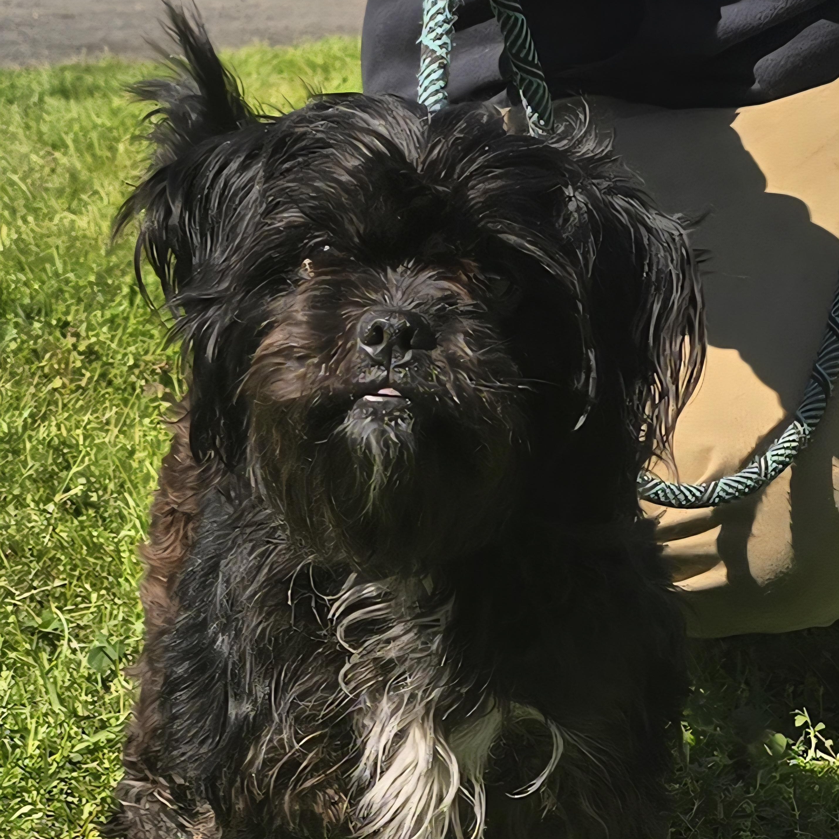 Enlarge Tibet, an adopted mixed breed in Milledgeville, GA image 5/5