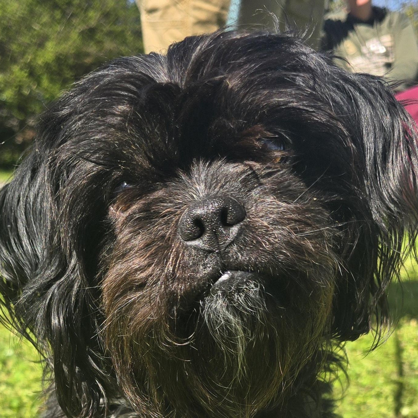 Enlarge Tibet, an adopted mixed breed in Milledgeville, GA image 1/5