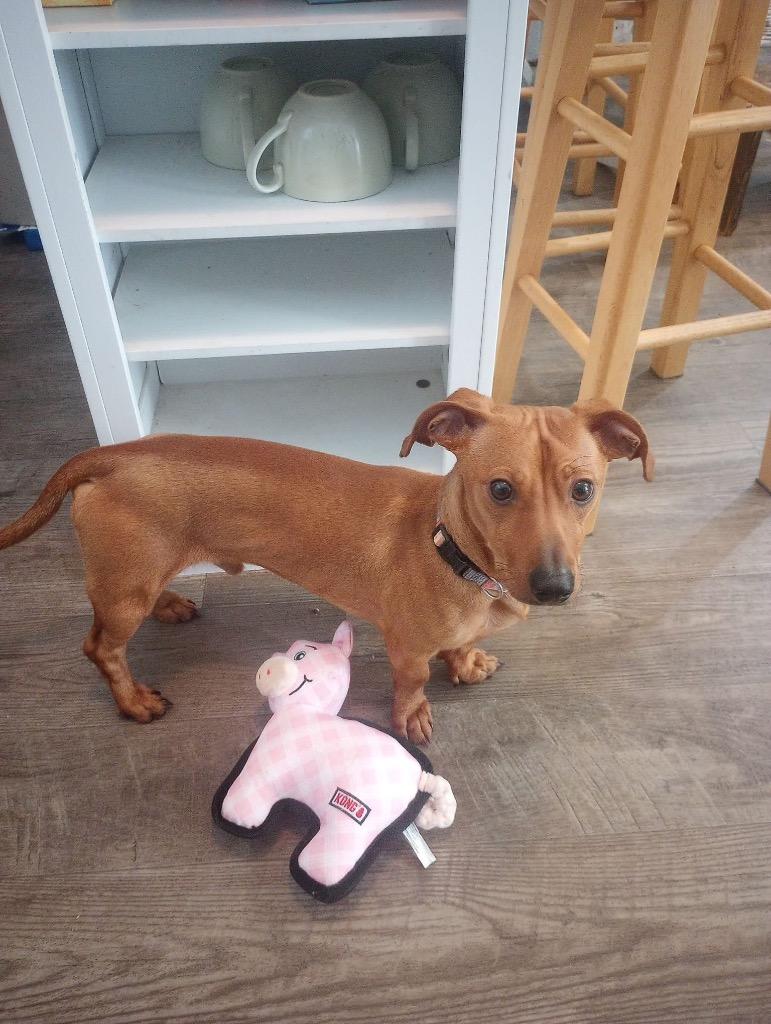 Sir Longfellow, a Adoptable Dachshund in Bristol, WI image 1/5