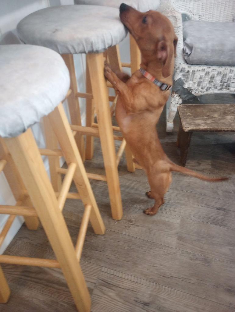 Sir Longfellow, a Adoptable Dachshund in Bristol, WI image 2/5