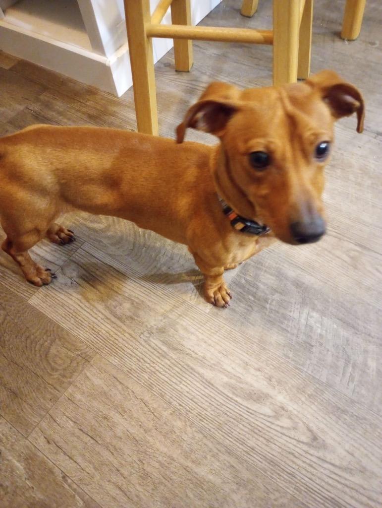 Sir Longfellow, a Adoptable Dachshund in Bristol, WI image 3/5