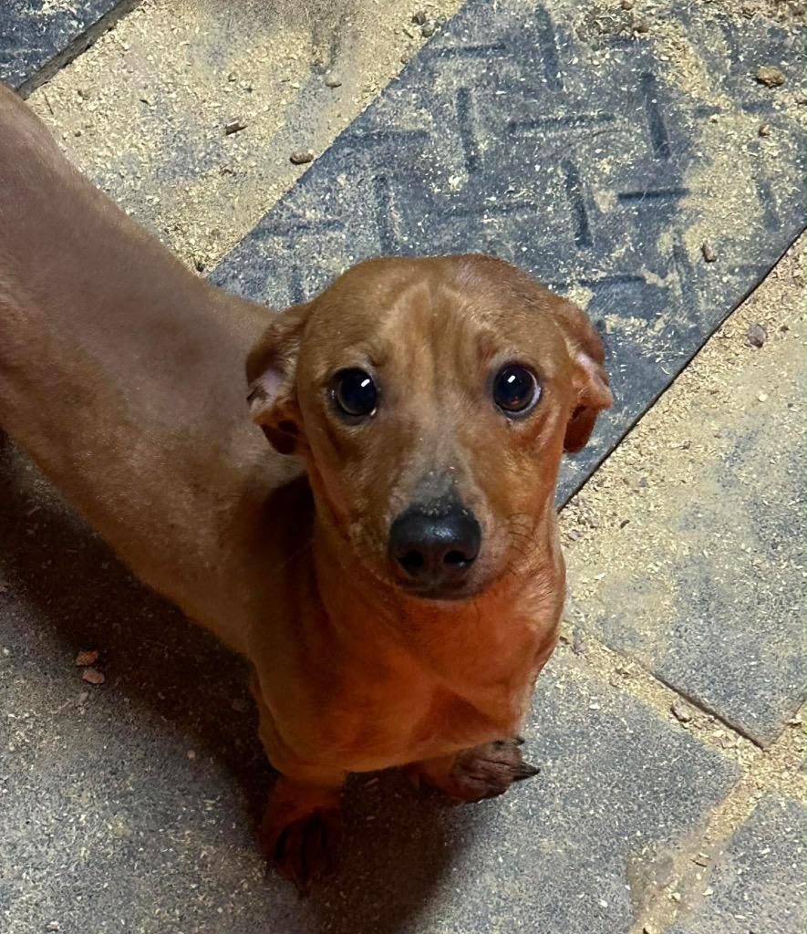 Sir Longfellow, a Adoptable Dachshund in Bristol, WI image 4/5