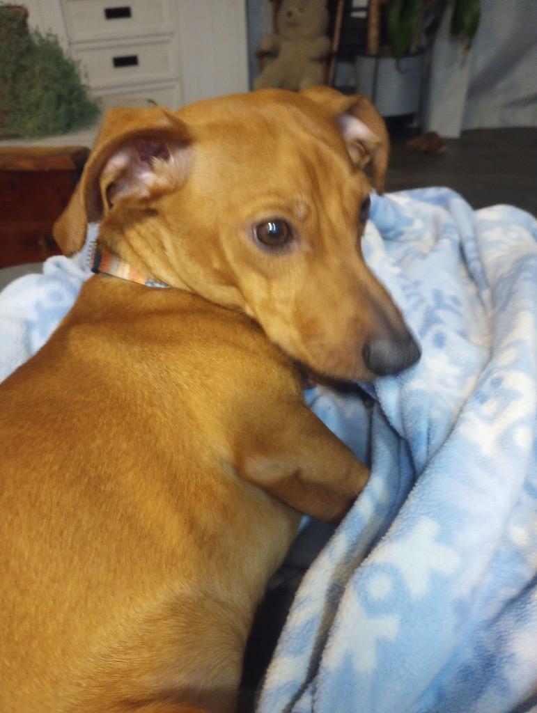 Sir Longfellow, a Adoptable Dachshund in Bristol, WI image 5/5