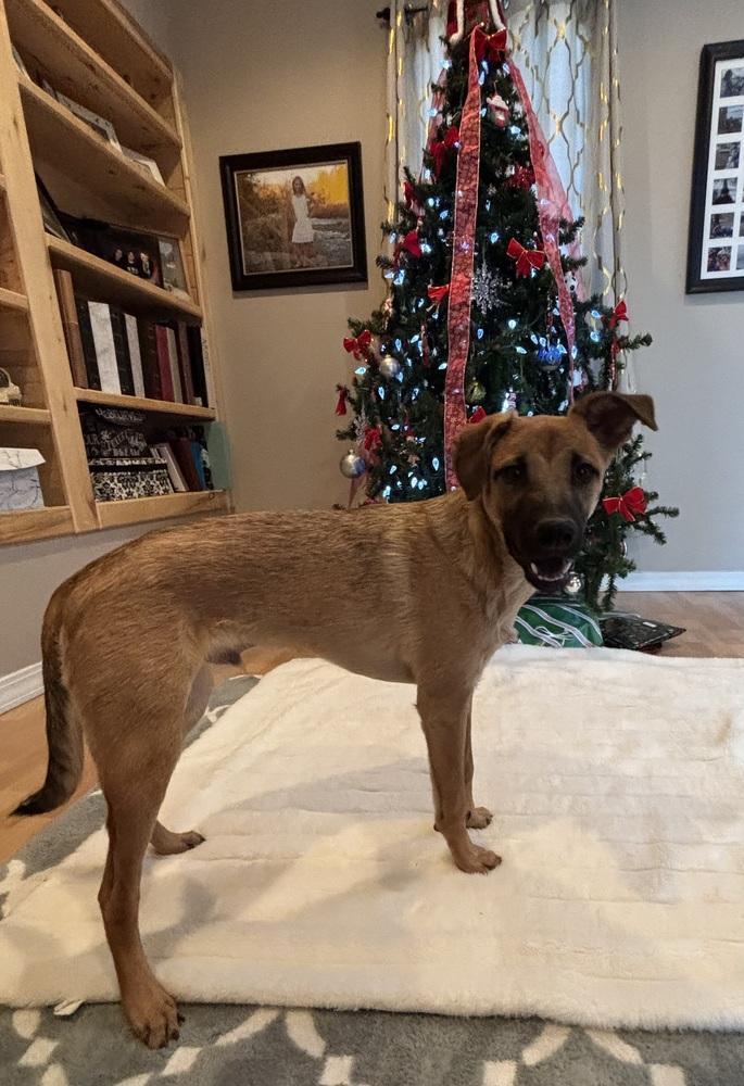 Nathan, Adoptable, Puppy Male Shepherd & Terrier.