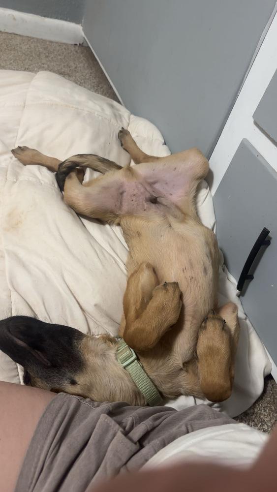 Enlarge Nathan, a Adoptable mixed breed in Lafayette, CO image 2/6