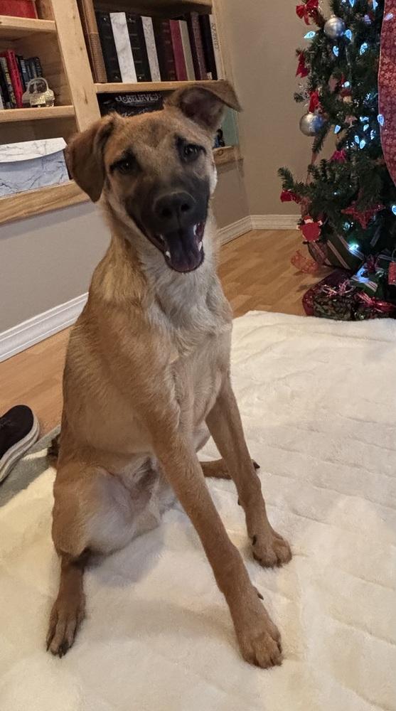 Enlarge Nathan, a Adoptable mixed breed in Lafayette, CO image 3/6