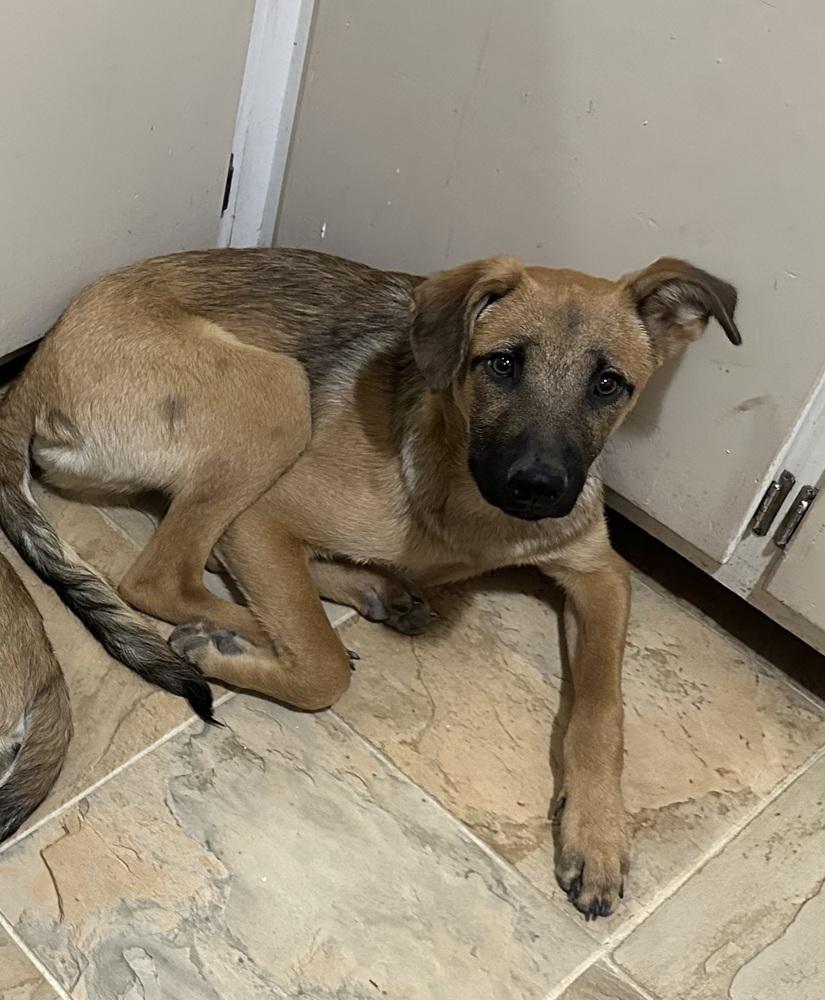 Enlarge Nathan, a Adoptable mixed breed in Lafayette, CO image 4/6