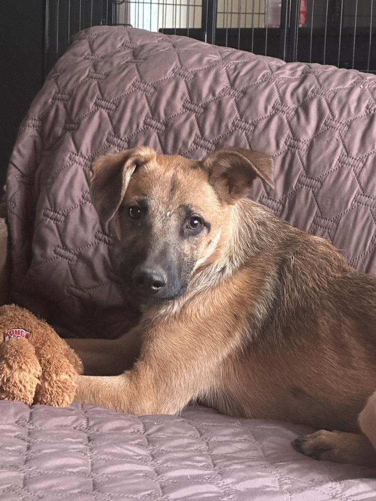 Enlarge Nathan, a Adoptable mixed breed in Lafayette, CO image 5/6