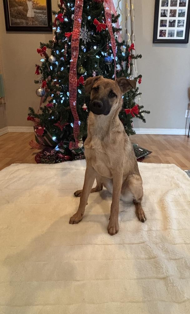 Enlarge Nathan, a Adoptable mixed breed in Lafayette, CO image 5/6