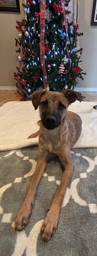 Enlarge Nathan, a Adoptable mixed breed in Lafayette, CO image 6/6