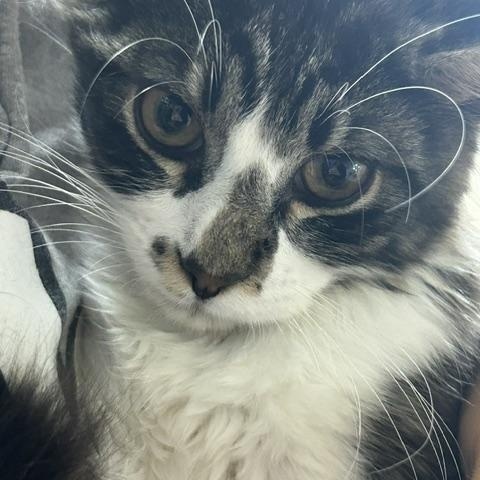 Enlarge Shiloh, a ADOPTABLE Domestic Medium Hair in Mauston, WI image 1/1