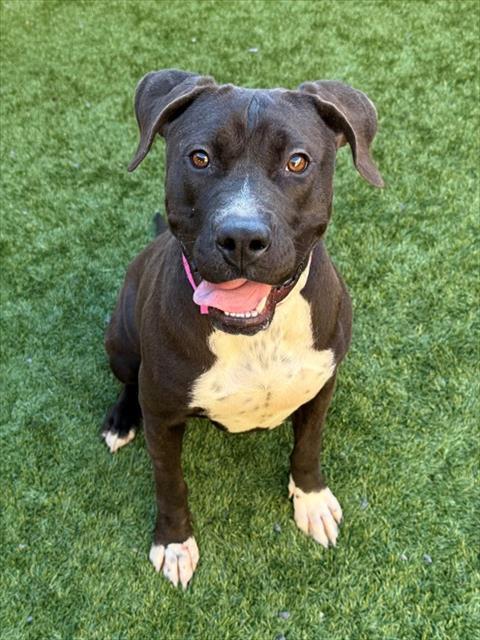 Enlarge CINDY, a Adoptable mixed breed in Moreno Valley, CA image 1/1