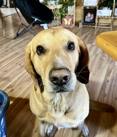 Remi, Adoptable, Adult Male Labrador Retriever & Golden Retriever.