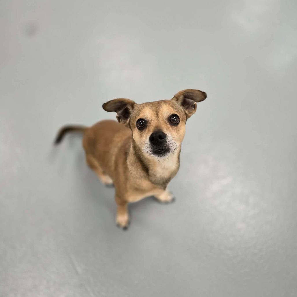 Fiver, a Adoptable mixed breed in Incline Village, NV image 1/2