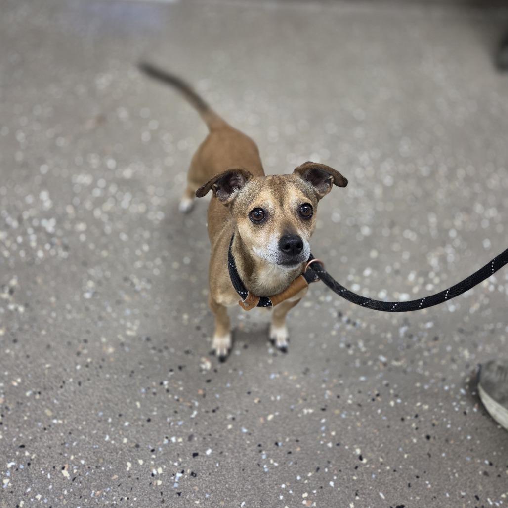 Fiver, a Adoptable mixed breed in Incline Village, NV image 2/2