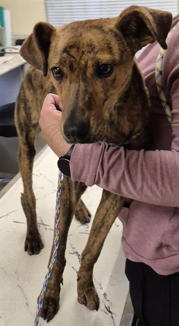 Enlarge MISTLETOE, a Adoptable mixed breed in Lodi, CA image 1/1