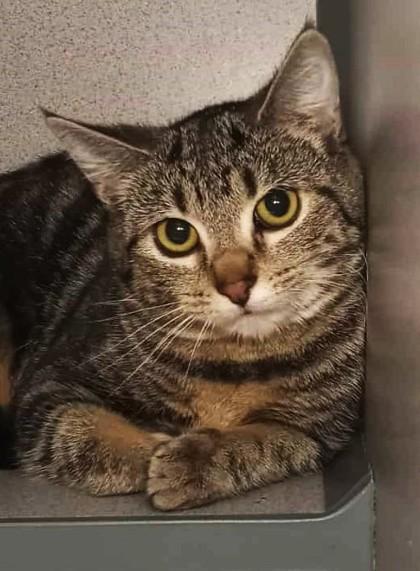 Flurry, ADOPTABLE, Kitten Female Domestic Short Hair.