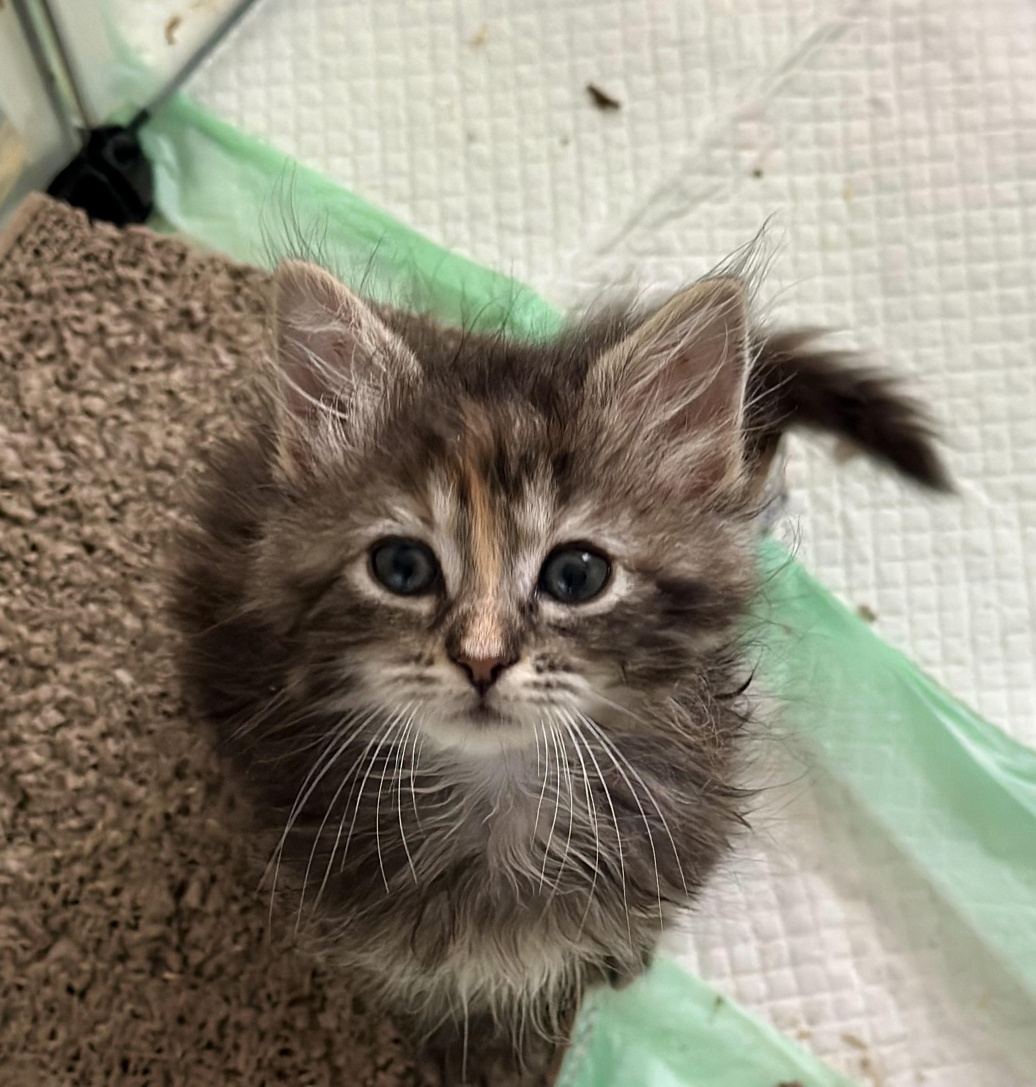 Daphne, a ADOPTABLE Domestic Long Hair in Suffolk, VA image 1/5