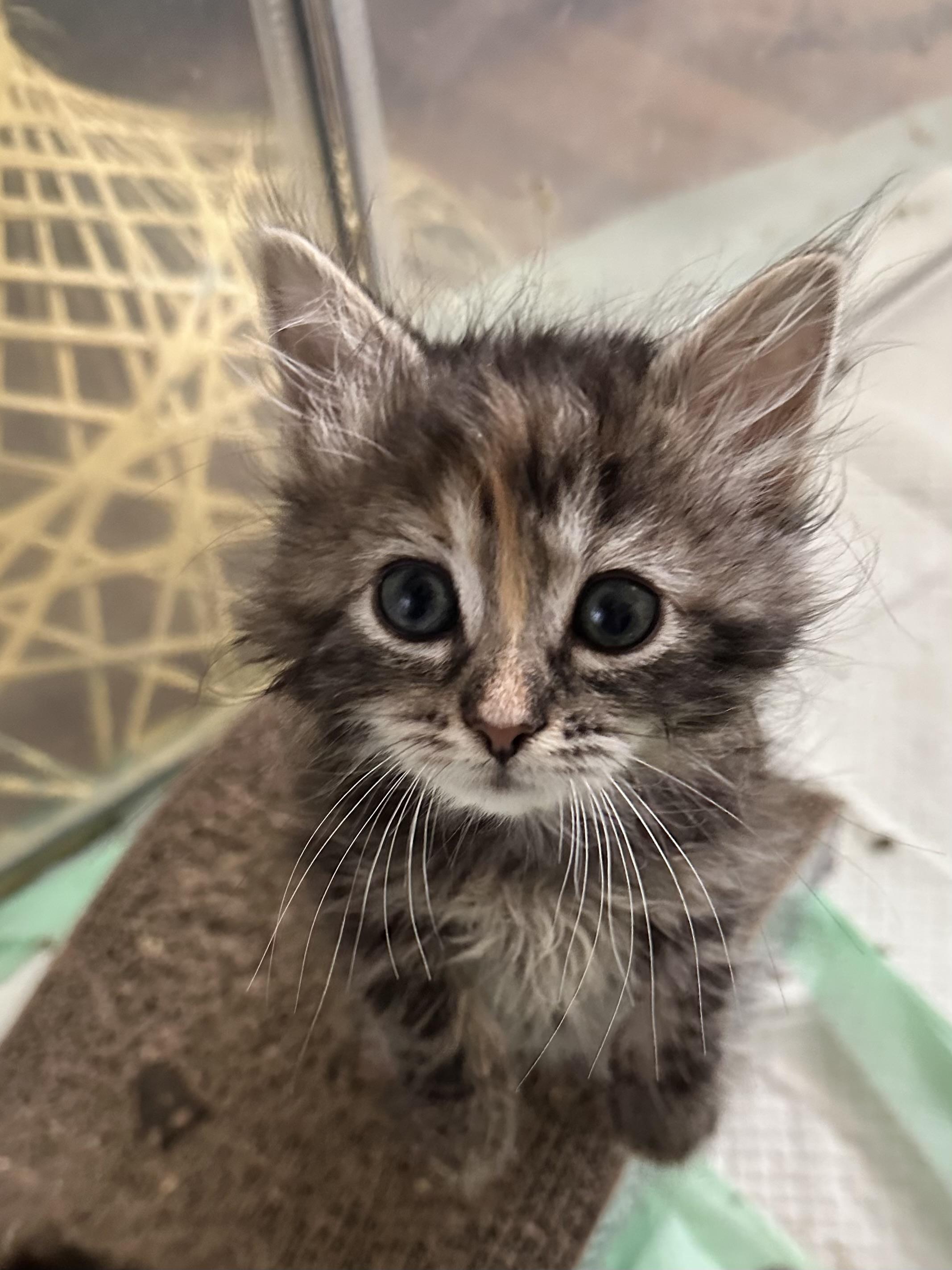 Daphne, a ADOPTABLE Domestic Long Hair in Suffolk, VA image 5/5