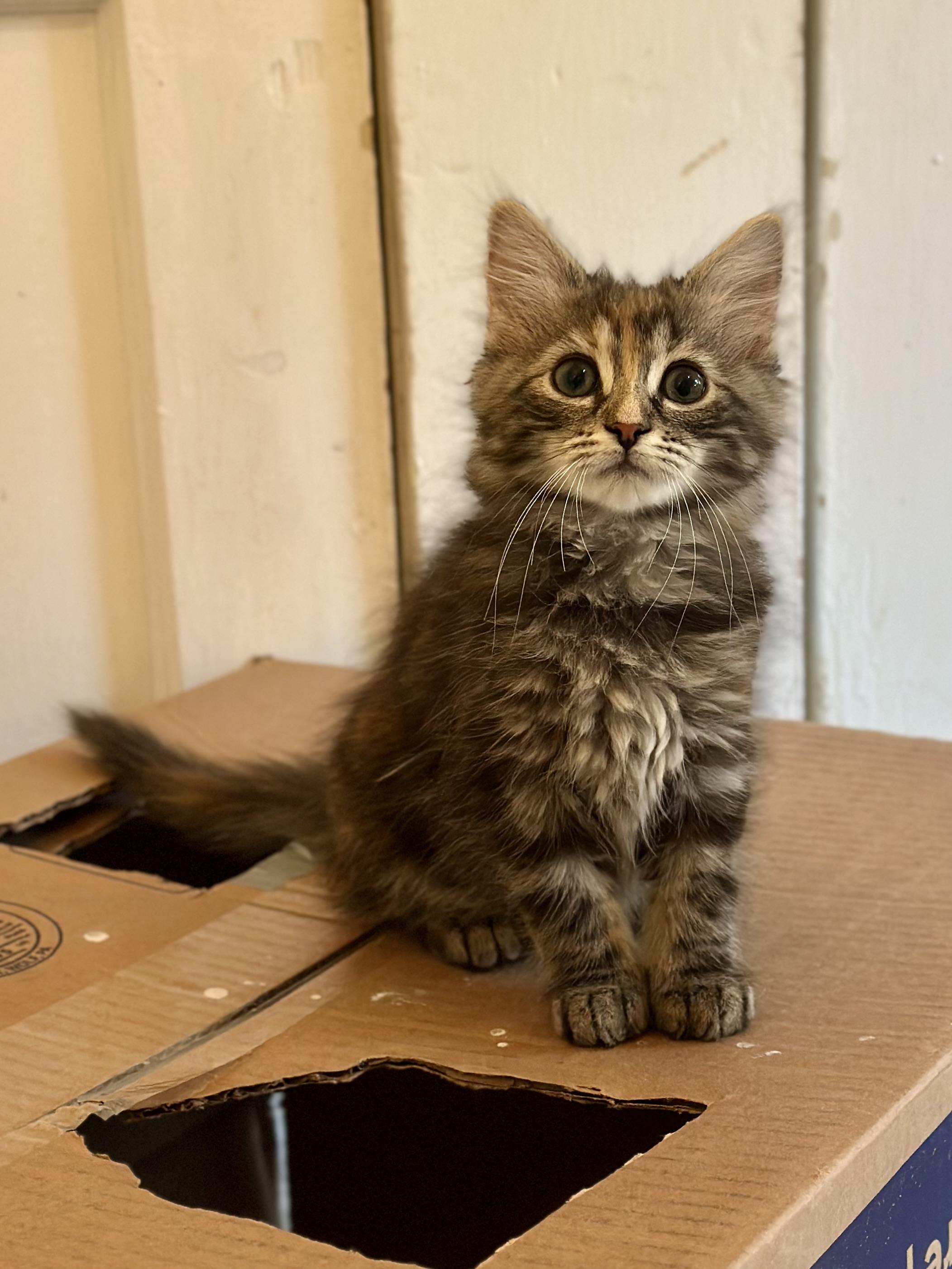Daphne, adopted, Kitten Female Domestic Long Hair.
