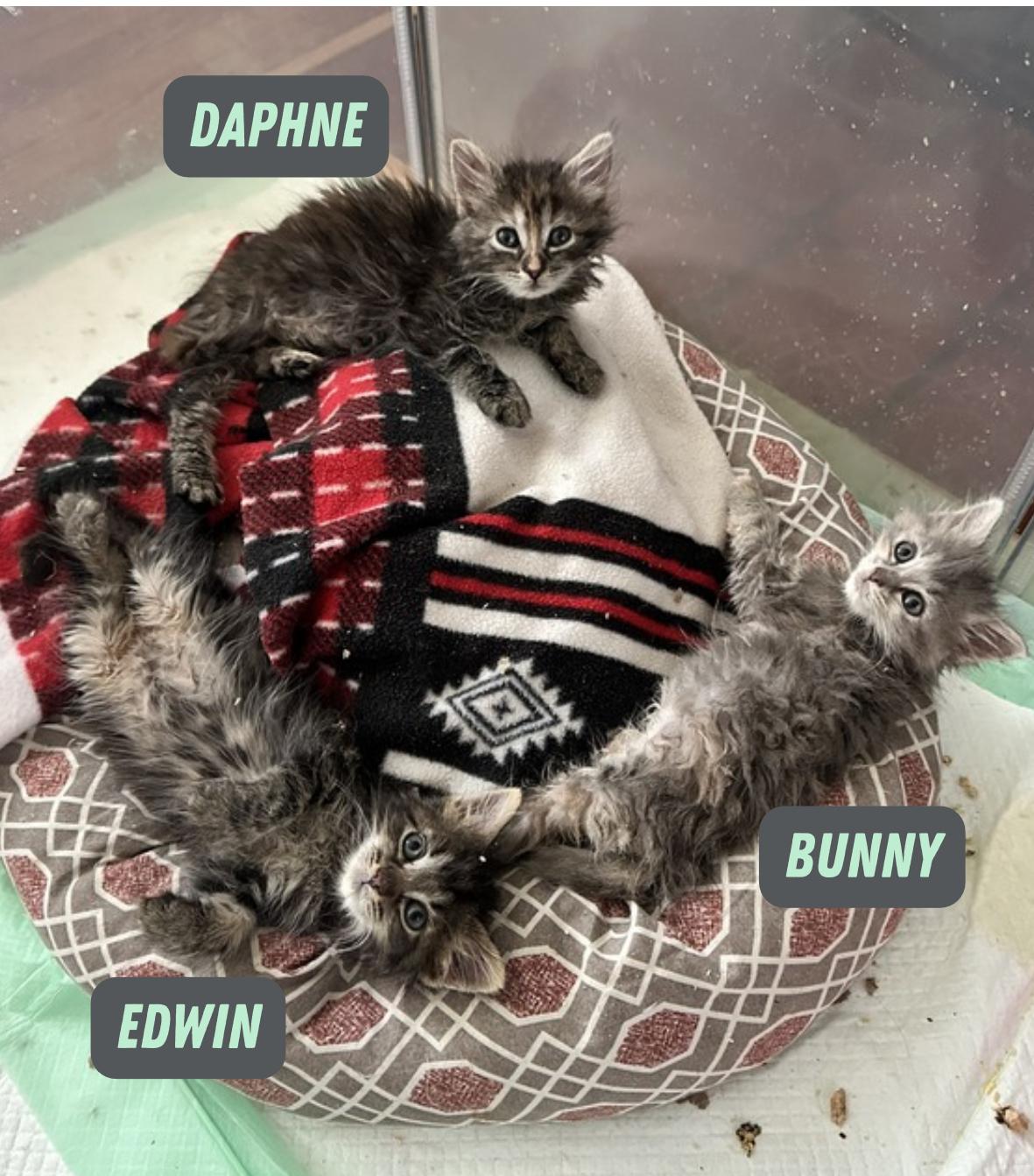 Daphne, a ADOPTABLE Domestic Long Hair in Suffolk, VA image 2/5