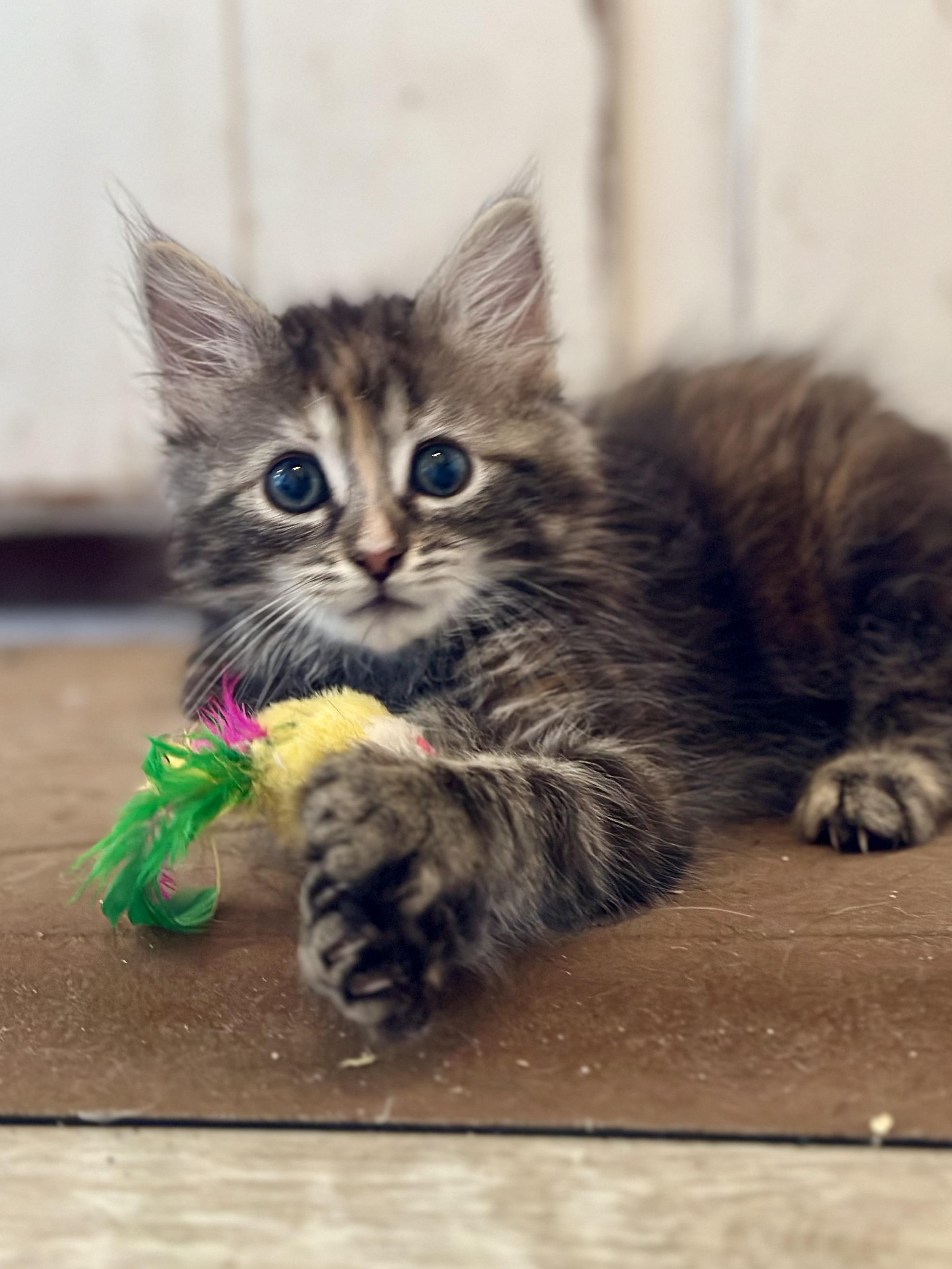 Daphne, a ADOPTABLE Domestic Long Hair in Suffolk, VA image 4/5