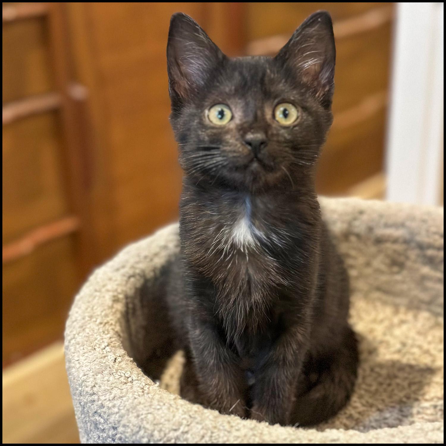 Spooky, adopted, Young Female Domestic Short Hair.