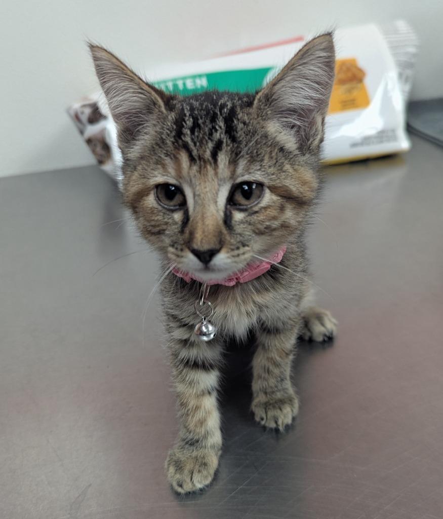 Ianthe, Adoptable, Kitten Female Domestic Short Hair.