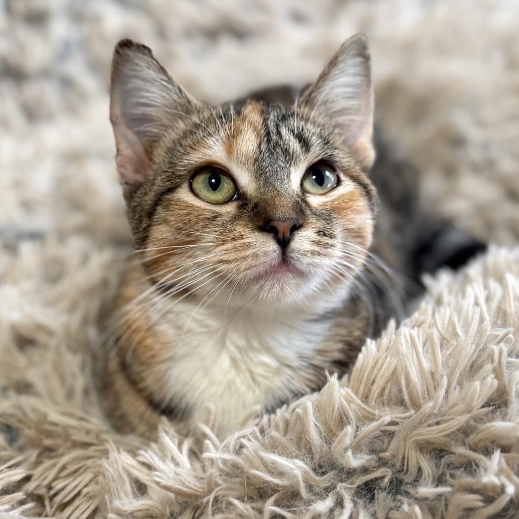 Autumn — thumbnail 4