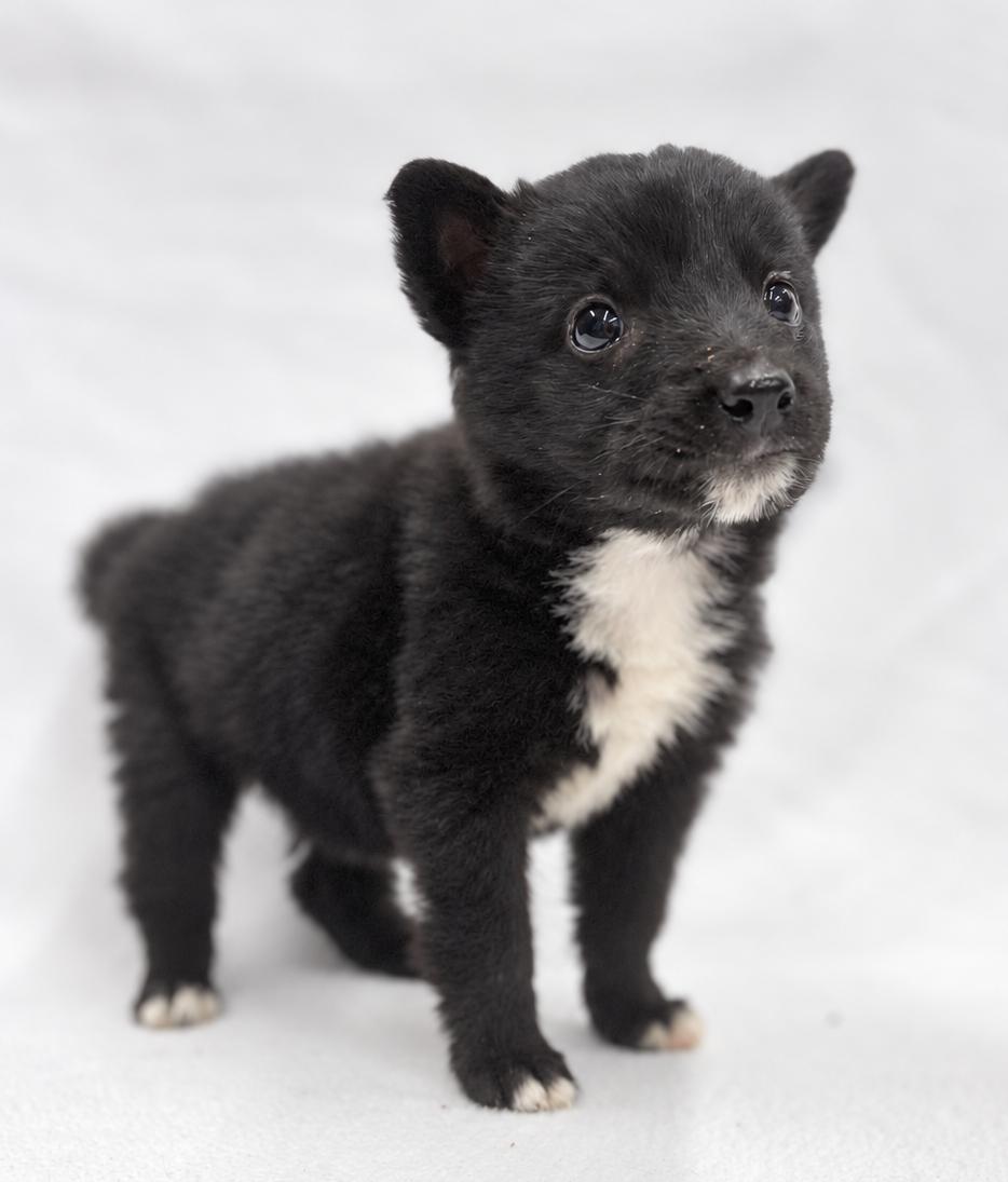 Future: Oracle, Adopted, Puppy Female Border Collie & Australian Shepherd.