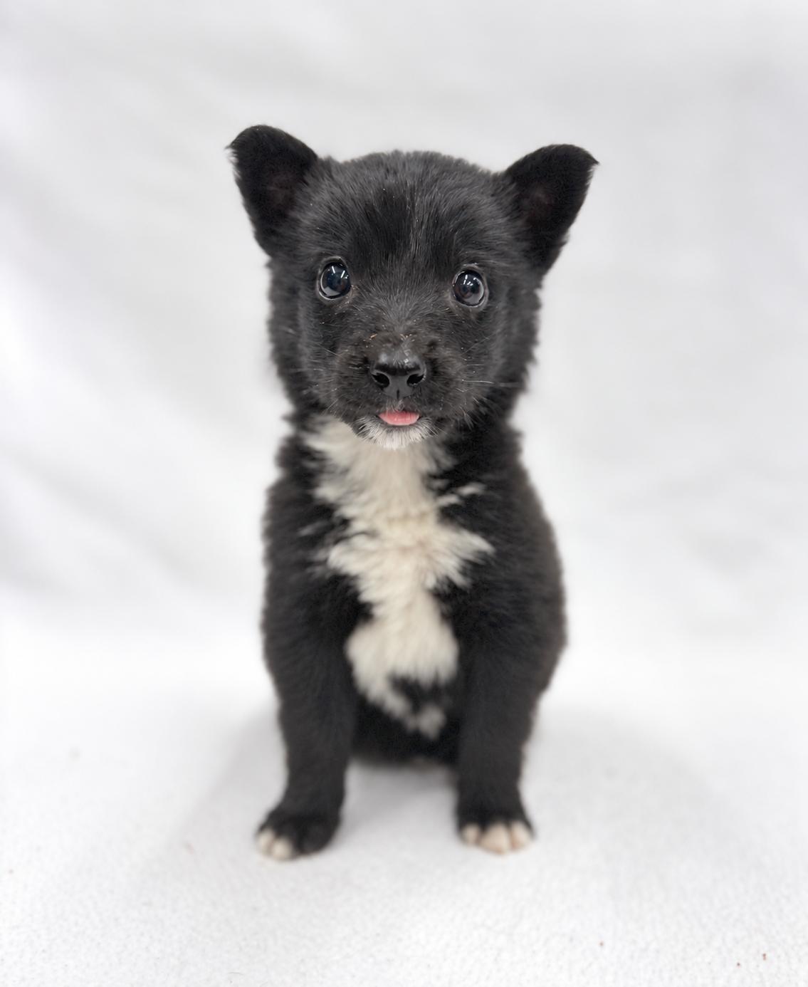 Enlarge Future: Oracle, a Adopted mixed breed in Palo Alto, CA image 2/3