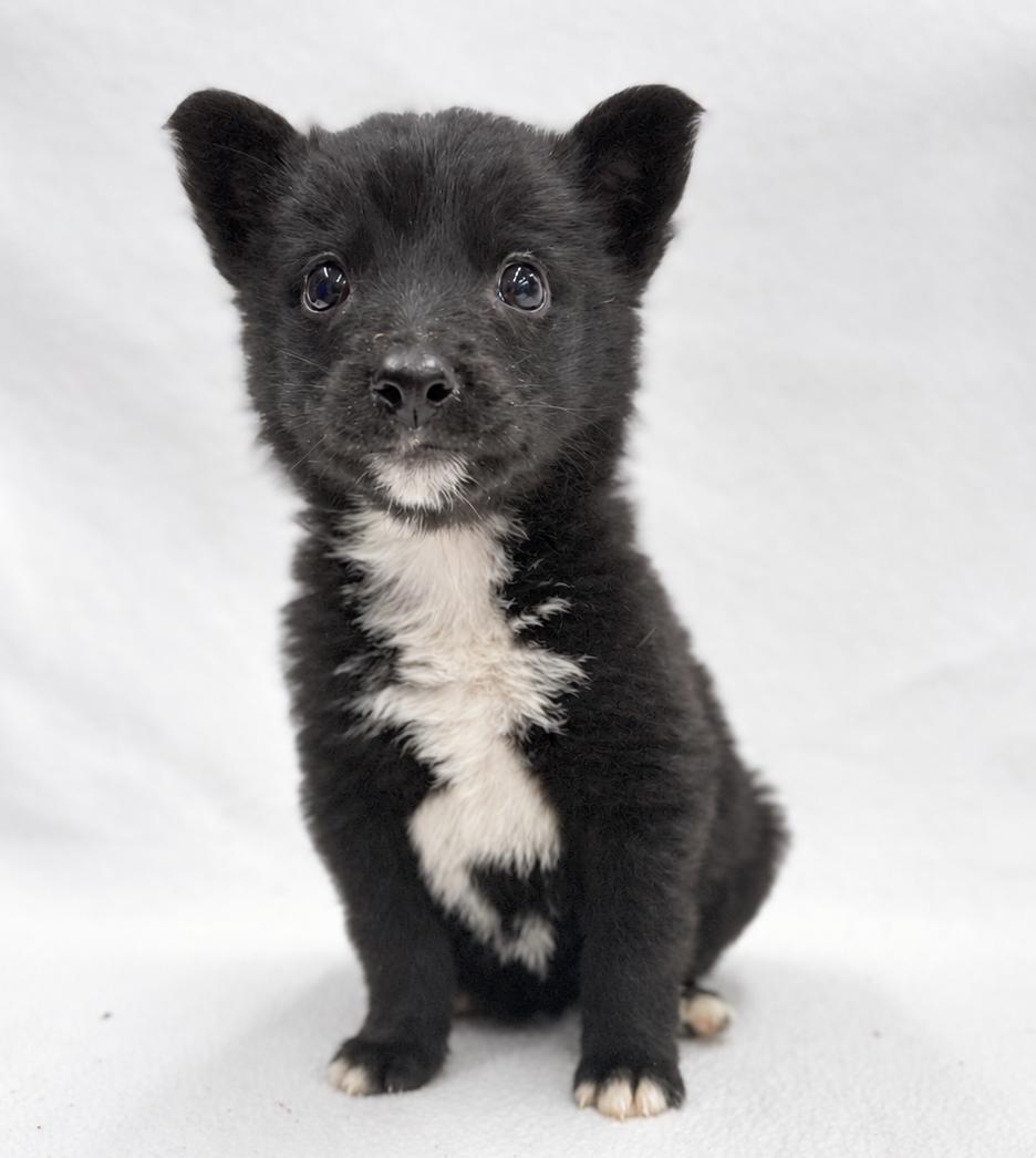 Enlarge Future: Oracle, a Adopted mixed breed in Palo Alto, CA image 3/3