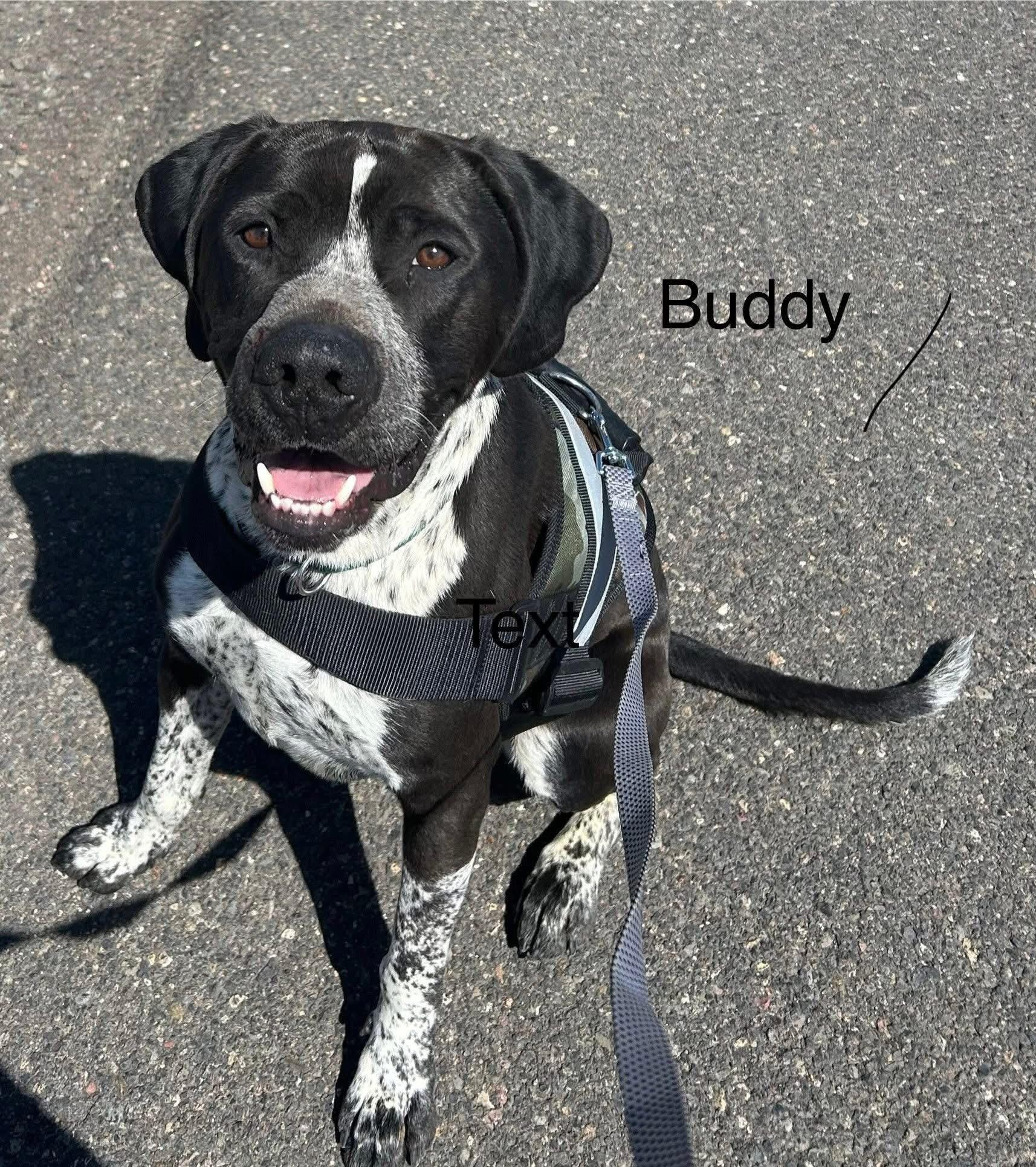 Buddy