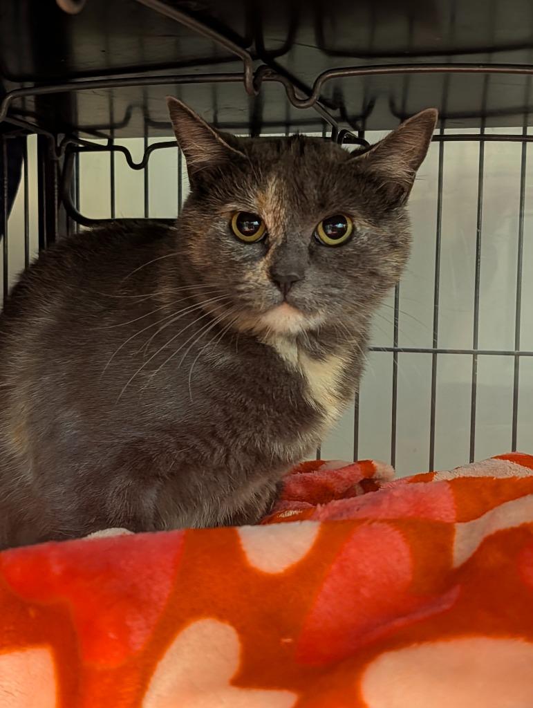 Callie, Adoptable, Young Female Domestic Short Hair.
